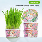 Spring Cat Grass / 10PCS